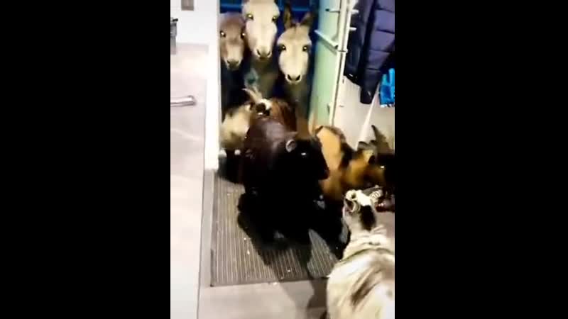 Когда налоговая нежданно нагрянула с проверкой