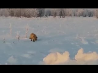 Накормили лису блинами