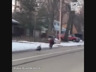 Good samaritan saves porn from "fowl" situation