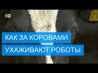 Сначала массаж потом молоко как роботы доят коров в германии