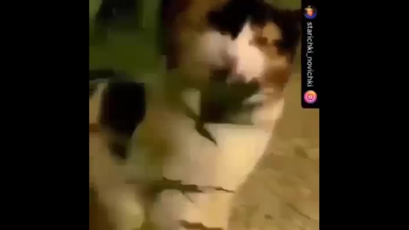 Вот накрыло кота, так накрыло