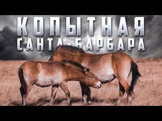 Копытная санта барбара