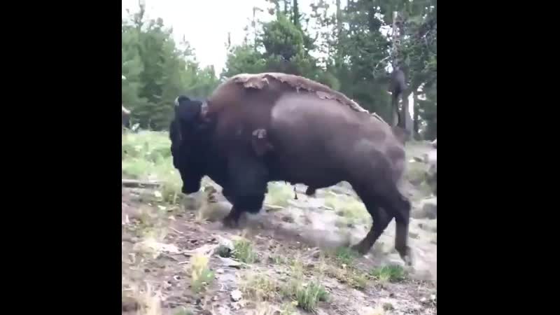 Не подходите близко