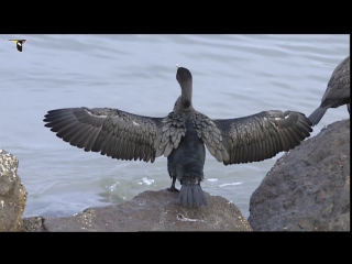 Double crested cormorant dries its feathers