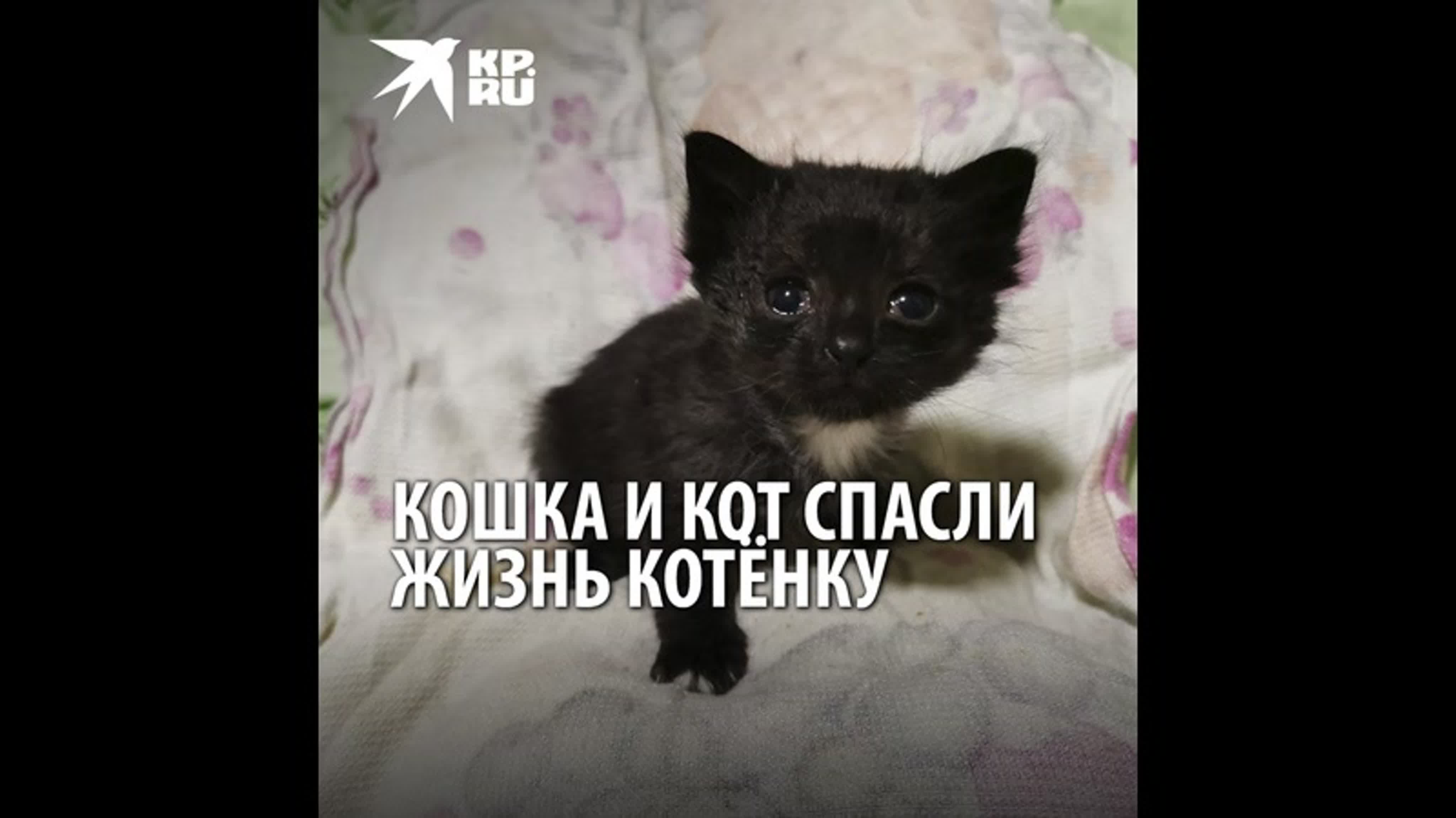 Кошка кира и кот тоторо спасли жизнь котенку, который чуть не замерз  насмерть watch online