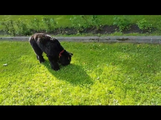 20170715 083301 mp4 милашка гуляет в парке 🍀🐕🤗😙