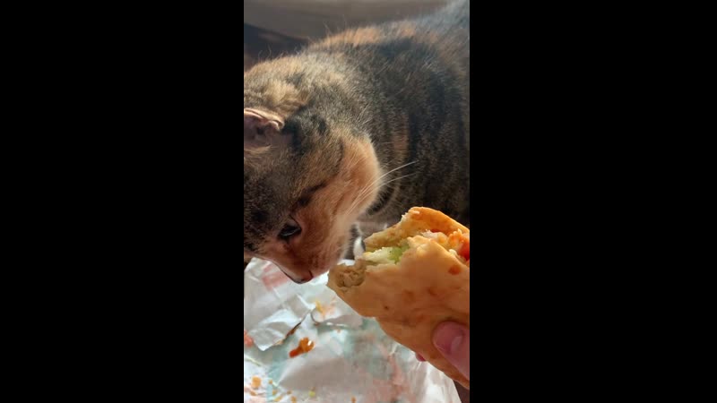 Yesterday porn video – Lost my chalupa eatin’ baby yesterday rip to the dopest cat ever