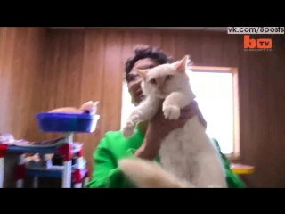 Безумная кошатница держит дома 1100 кошек / ultimate cat lady woman shares her home with 1,100 felines