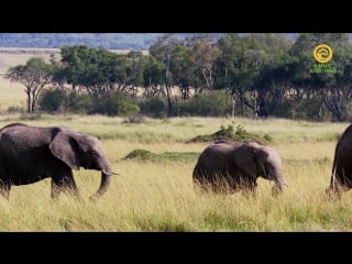 Захватывающие масаи мара