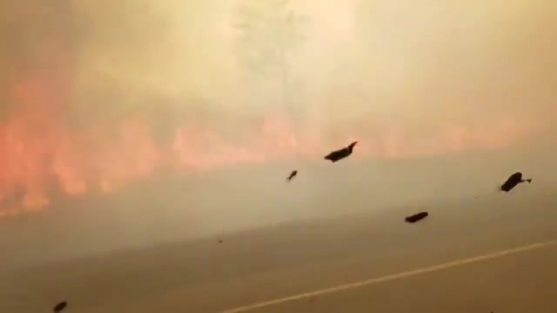 Володя porn video – Володя, горит амурская область, бл@ть! в россии лесные пожары охватили площадь 66000 га