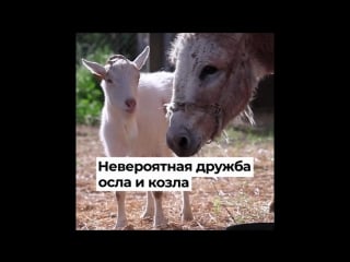 Невероятная дружба осла и козла