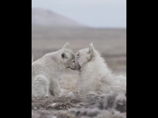 Ira initium insaniae est #246