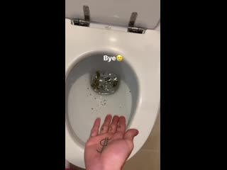 Tommy cash flush weed