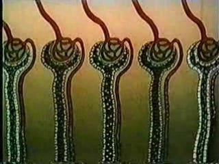 14 выделительная функция почек