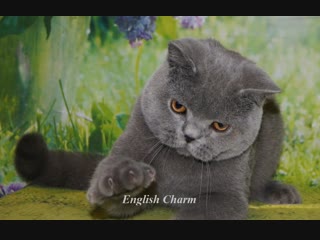 Available for show and breeding, british shorthair male blue a, 10 months name dandy english charm porn ab