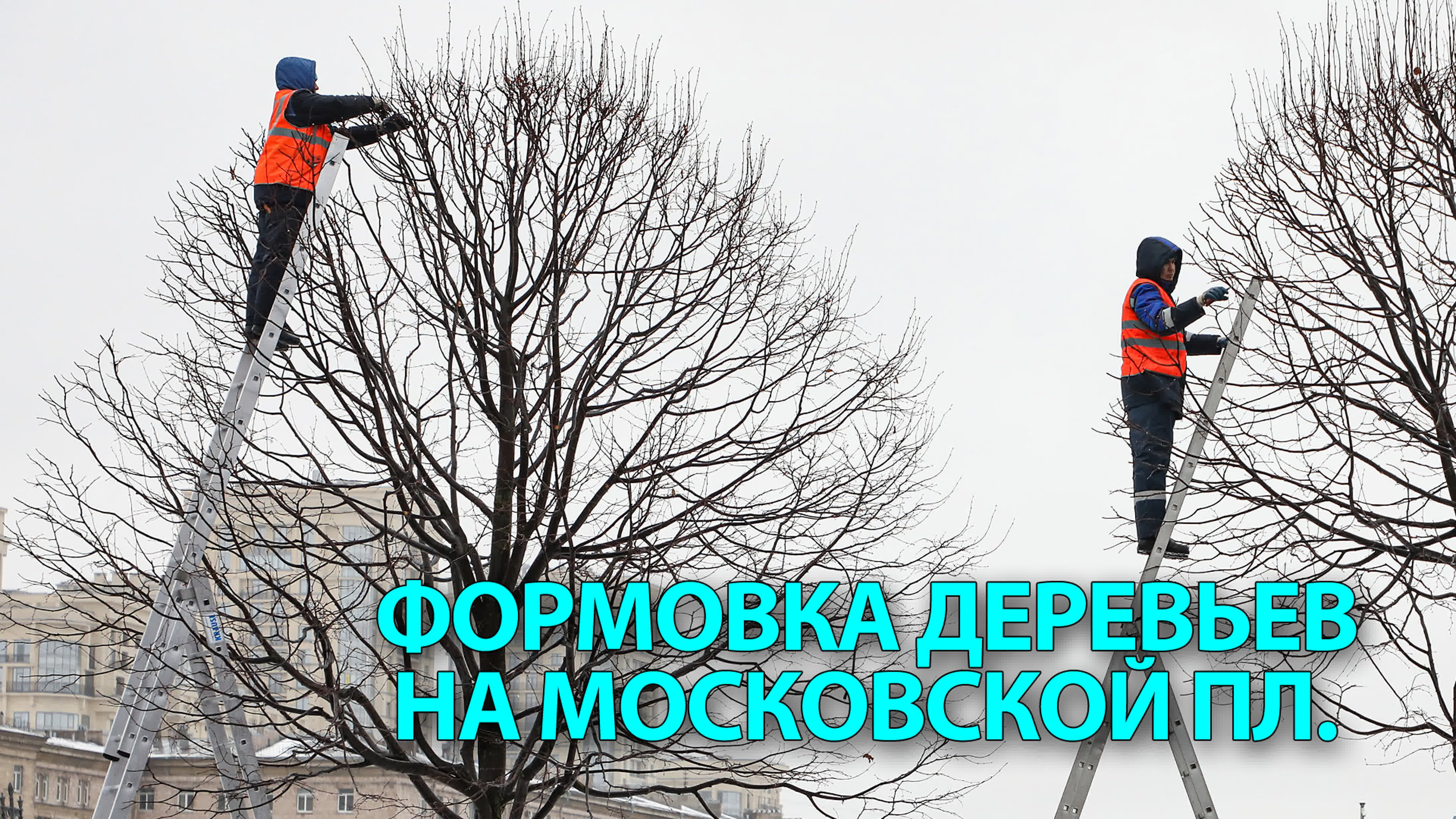 Формовочная обрезка на московской площади mp4 hq xxx video
