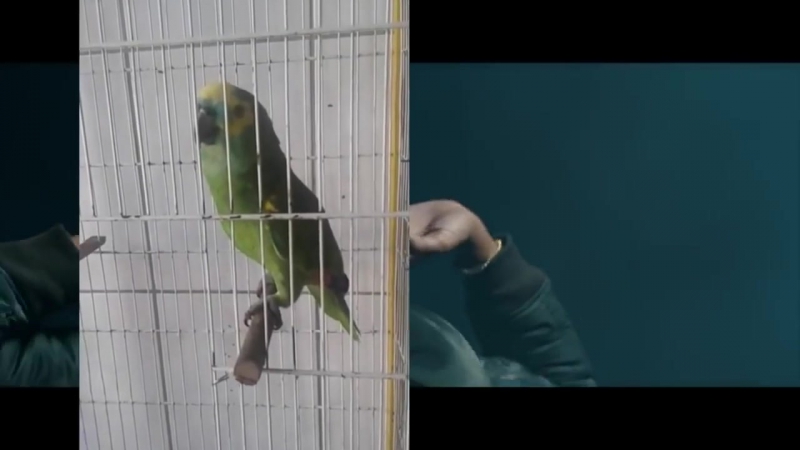 Попугай перепел рианну