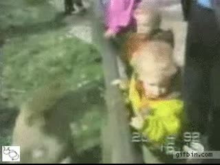 Monkey snatches snack from porn