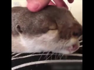 Пробуждение с выдрой в кровати