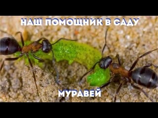 Порно комикс «Человек Муравей и Оса».