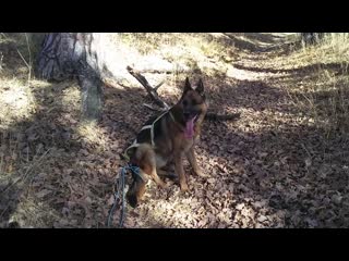 Сеня мега тренироа