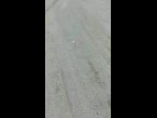 Rybalka i okhota dv b1spjvaiy m mp4