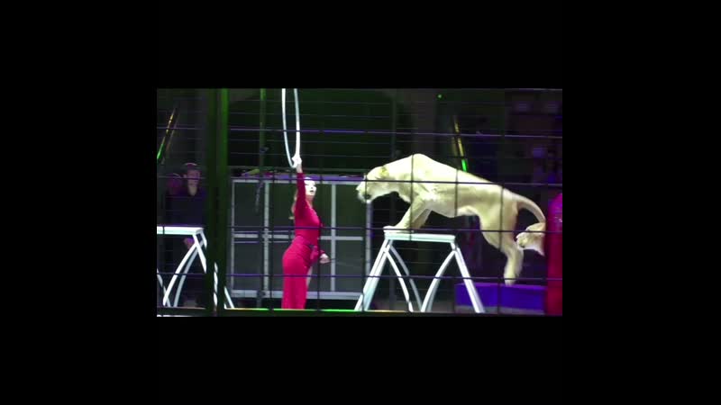 Цирк удивительных зверей