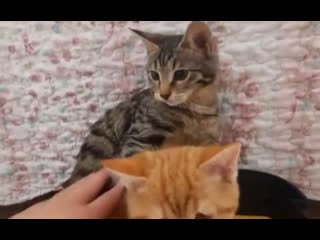 Не трогай мою киску