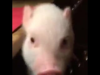 Хрюшка кушает