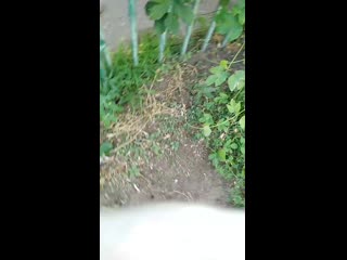 Vid 20200629 100343 mp4