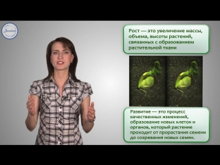 13 биология 6кл рост и развитие растений