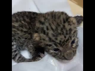 Челябинские зоозащитники выхаживают малышку леопарда
