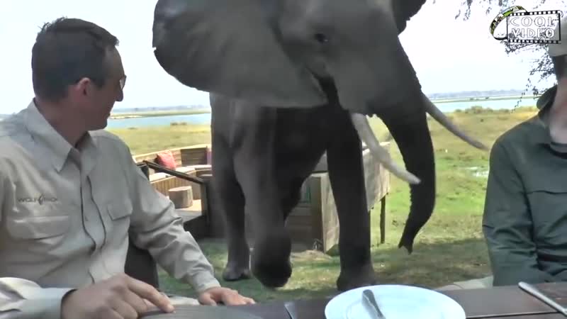 Смешные нападения молодые на людей funny porn attacks on humans