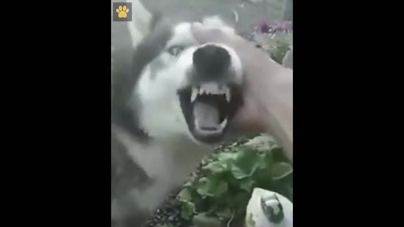 Когда на табличке написано "осторожно, злая молодые", но твою любовь к четвероногим не остановить