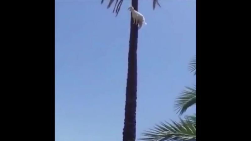 Необъяснимо но факт