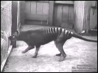 Tasmanian tiger beaumaris porn (hobart), 1933