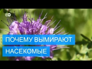 Почему вымирают насекомые в германии