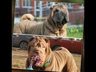 Chrus ch by epics meet and greet cosby biro star* jchrus ch rus velk nov legenda madgic beauty