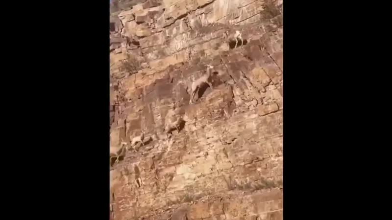 Bighorn sheep are large mammals that are relatives of goats they have short brown fur, a white muzzle and rump patch