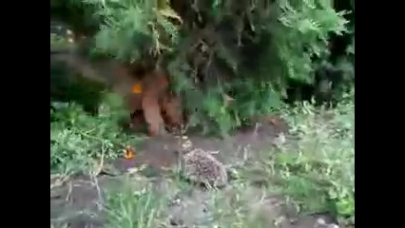 Чё, ссука, укололся, бля? укололся, ссука?