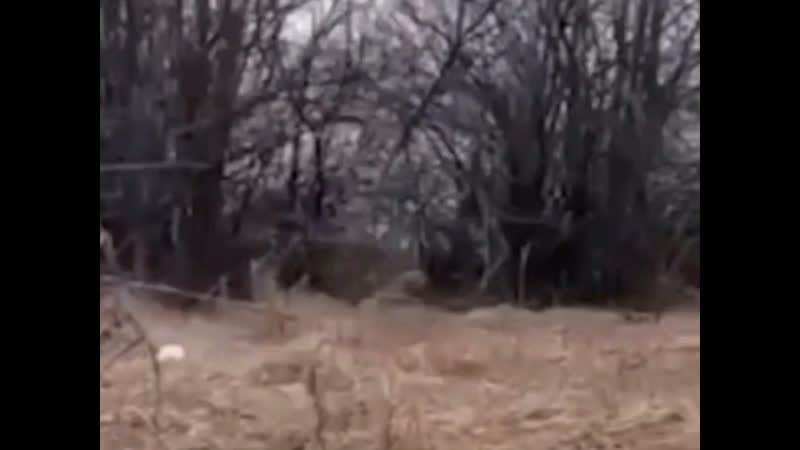 Летун бомбист зелебоба их нравы