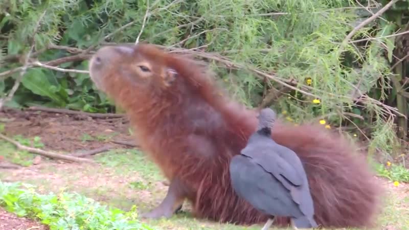 Vulture eats ticks off capybara
