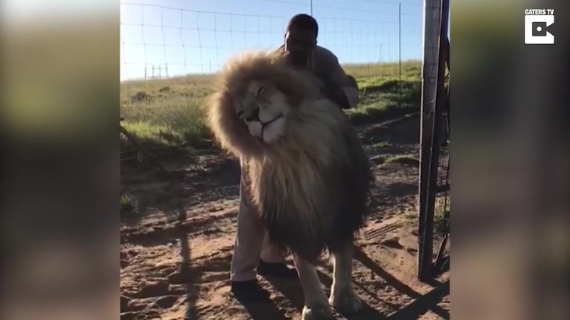 Акуна матата