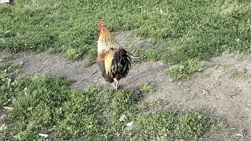 Семён скрепецкий пока варился веган 2015 год