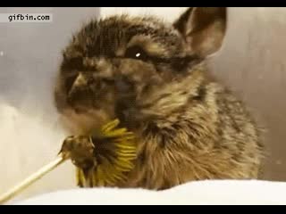 Bunny flower om nom nom