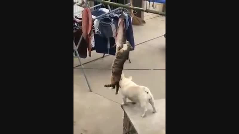 Не мешай, и так на волоске