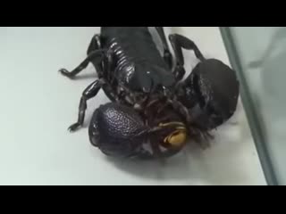 Scorpion reminds porn hornet who is boss