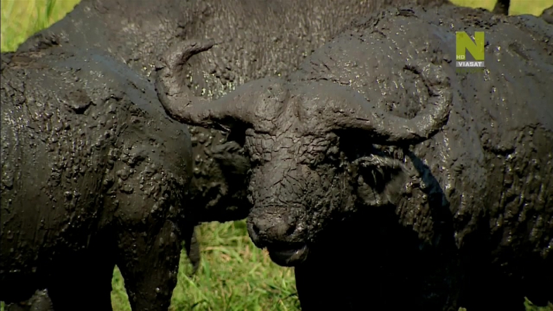 Молодые инстинкт 2 й сезон 1 я серия (уганда огромные гориллы) hd 720p