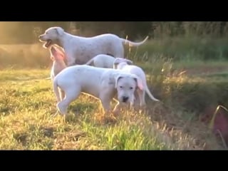 Dogo puppies with their mom, 70 days old
