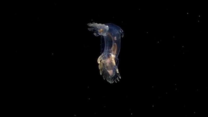 Морской огурец (ориг "sea cucumber exploring puerto ricos seamounts, trenches, and troughs 2015")
